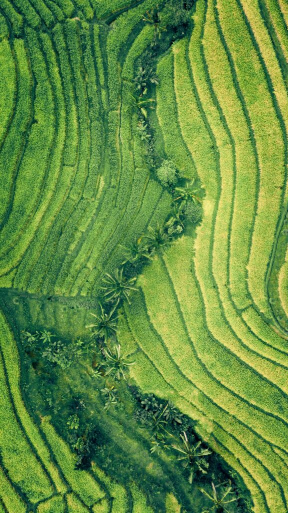 Rice fields from above