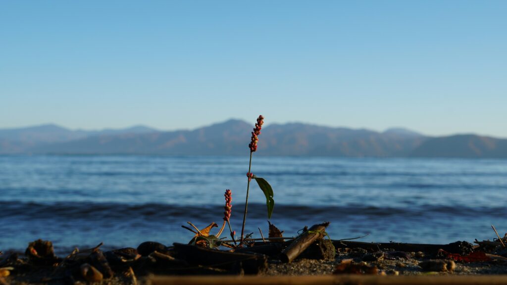 A close-up of a small plant with red buds growing on a sandy shoreline, surrounded by driftwood and debris