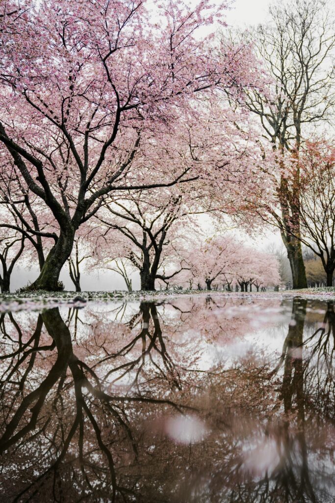 Alley shot from below full of blooming sakura trees