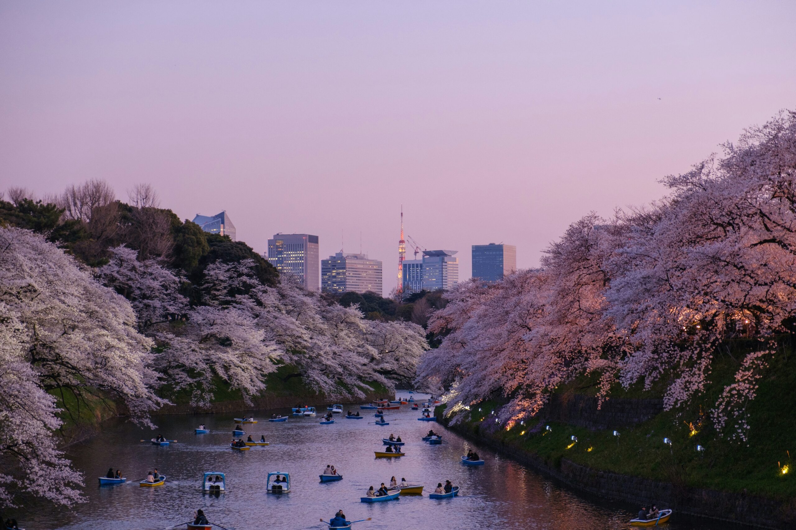 View over the river in Japan with many cherry blossom trees