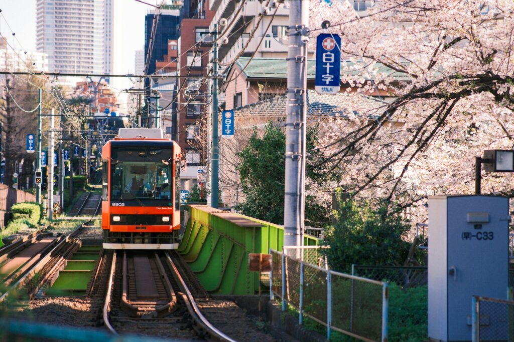 Tram runs along a route full of cherry trees